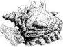 Seashell Conch (small)